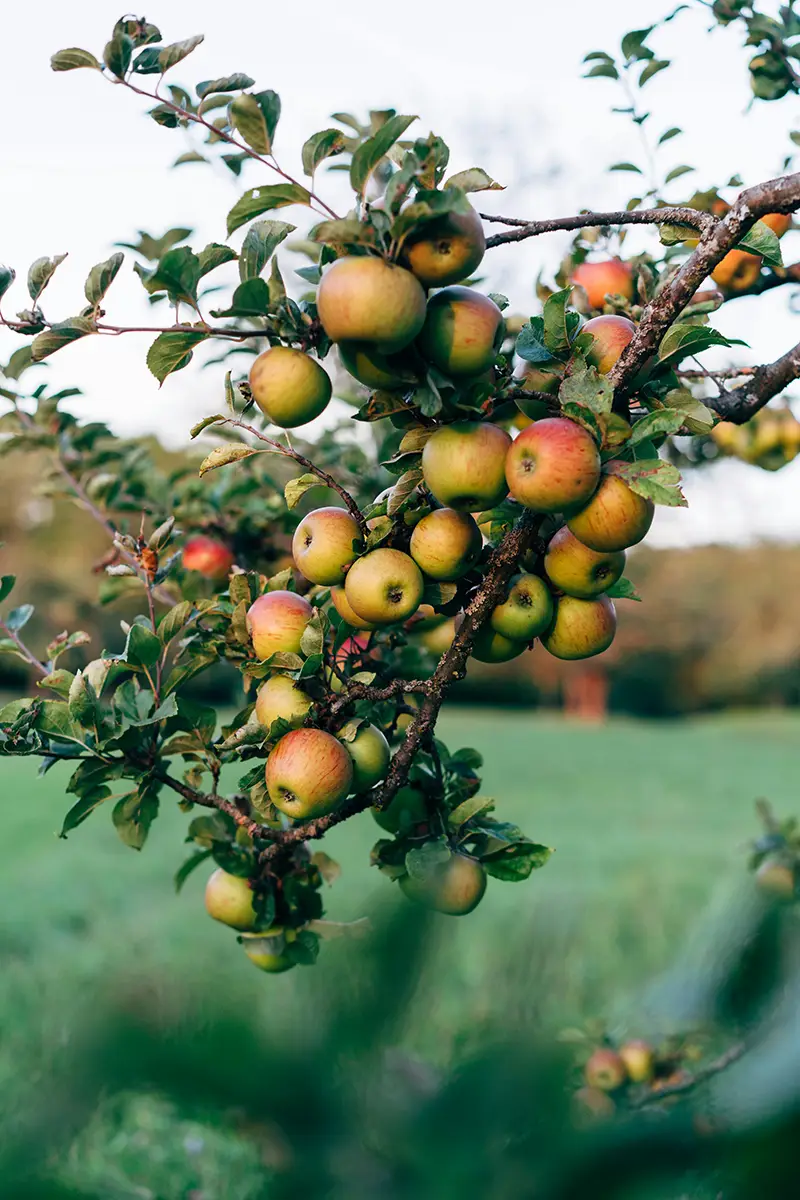 Taille d'arbres fruitiers par RD Couverture Élagage